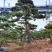 山东造型松庭院迎客松造型黑松招财树万代长清树