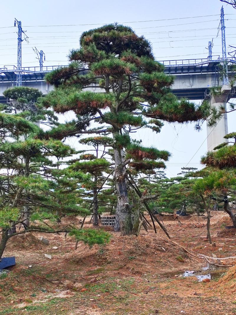 山东造型松庭院迎客松造型黑松招财树万代长清树