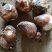 漳州水仙花种球春节年宵花冬季开花凌波仙子花尾