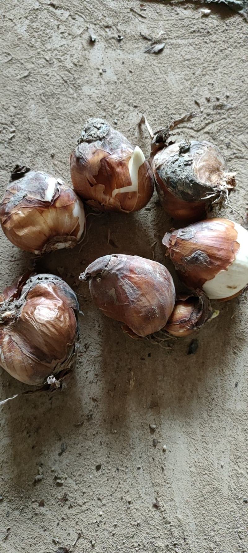 漳州水仙花种球春节年宵花冬季开花凌波仙子花尾