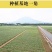漳州水仙花种球春节年宵花冬季开花凌波仙子花尾