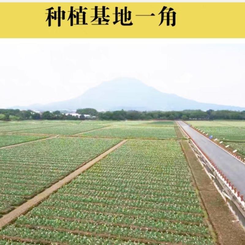 漳州水仙花种球春节年宵花冬季开花凌波仙子花尾