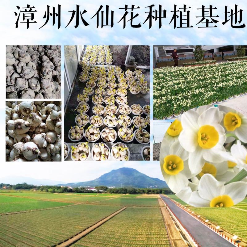 漳州水仙花种球春节年宵花冬季开花凌波仙子花尾