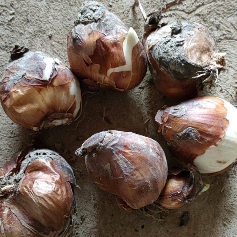 漳州水仙花种球春节年宵花冬季开花凌波仙子花尾