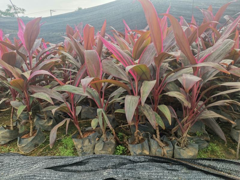 朱蕉/福建漳州朱蕉苗场供应，各类地被苗绿化苗欢迎采购