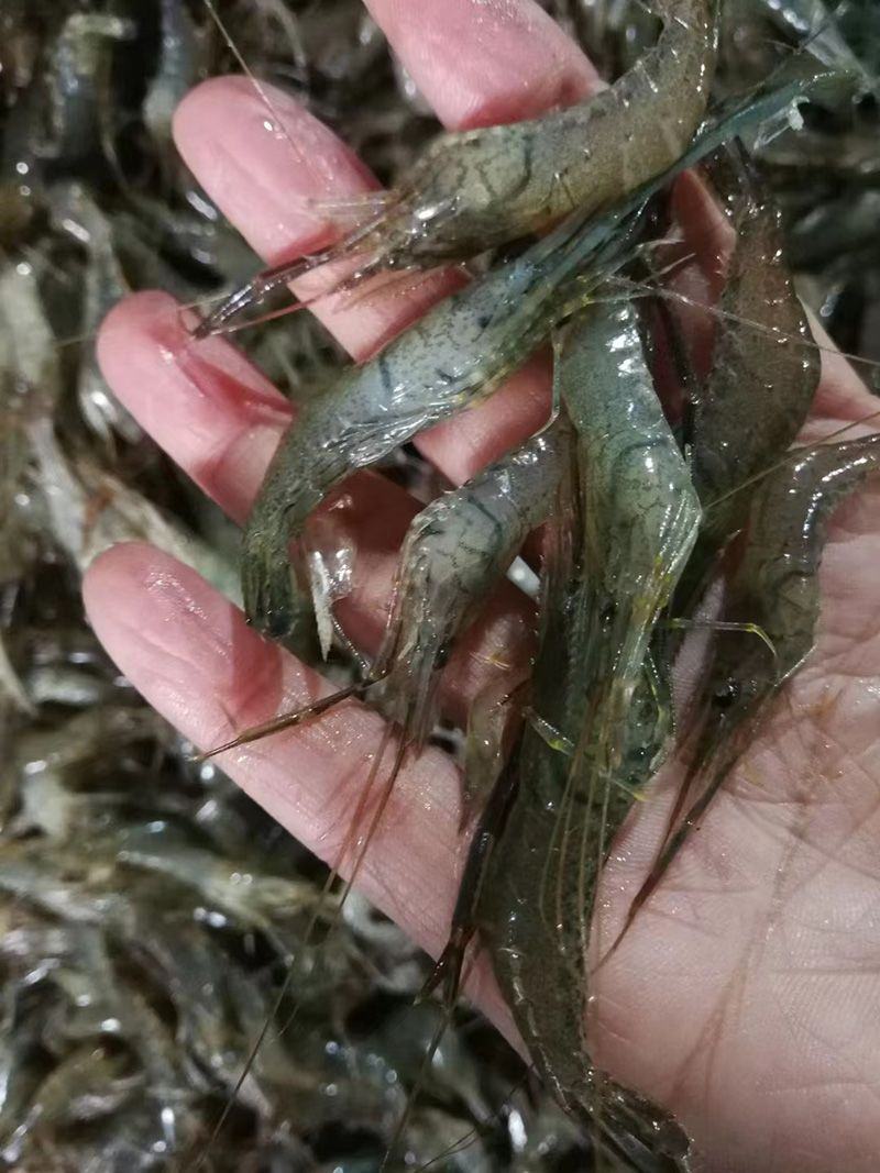 原产地厂价批发活冻河虾青虾280克货源充足可定做