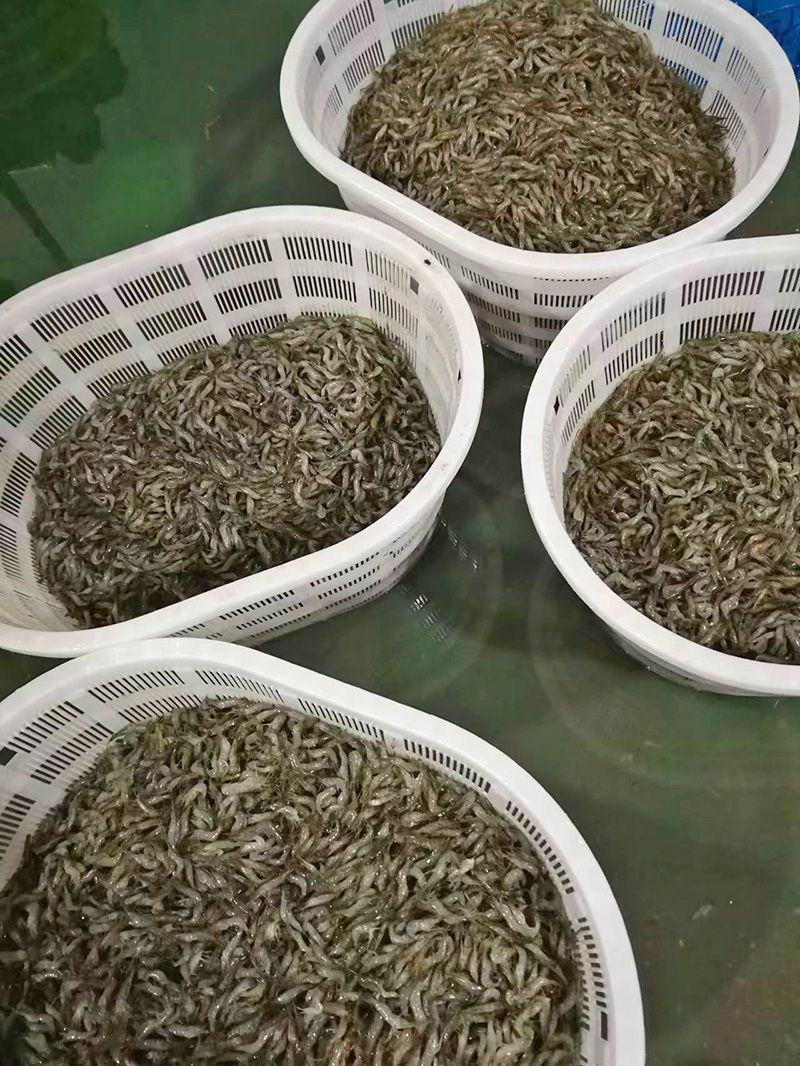 原产地厂价批发活冻河虾青虾280克货源充足可定做