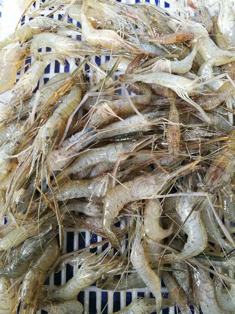 原产地厂价批发活冻河虾青虾280克货源充足可定做