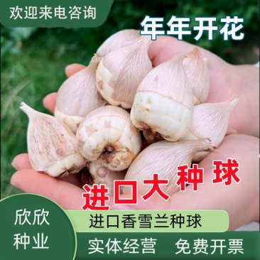 香雪兰种球四季开花好养活大种球进口小苍兰重瓣花卉阳台鲜花
