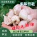 香雪兰种球四季开花好养活大种球进口小苍兰重瓣花卉阳台鲜花