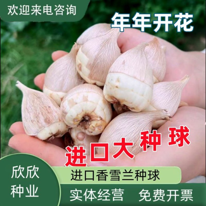 香雪兰种球四季开花好养活大种球进口小苍兰重瓣花卉阳台鲜花