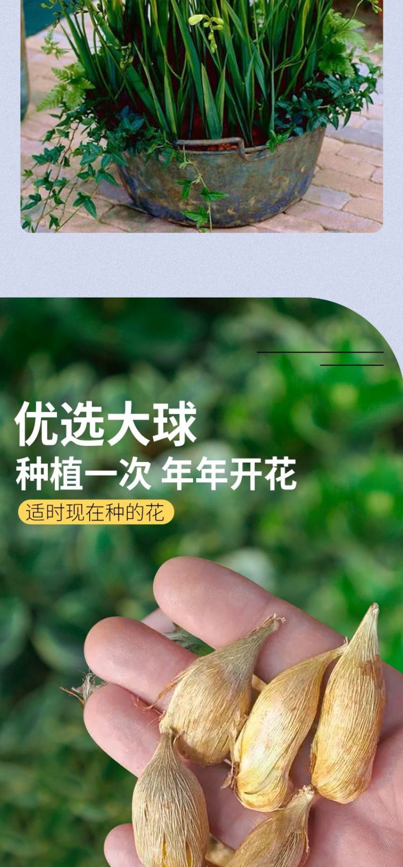 香雪兰种球四季开花好养活大种球进口小苍兰重瓣花卉阳台鲜花