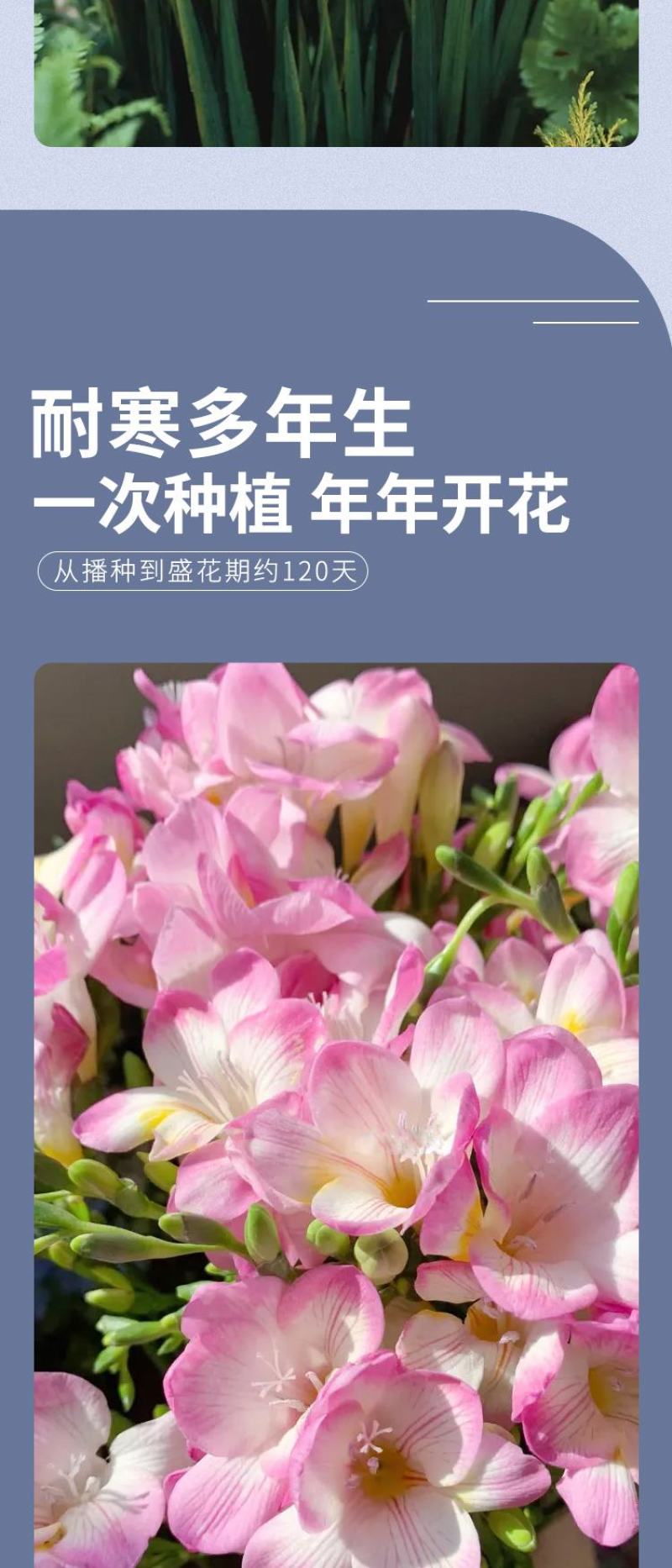 香雪兰种球四季开花好养活大种球进口小苍兰重瓣花卉阳台鲜花