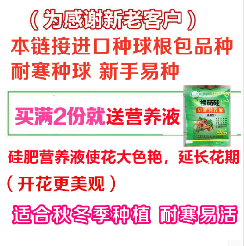 香雪兰种球四季开花好养活大种球进口小苍兰重瓣花卉阳台鲜花