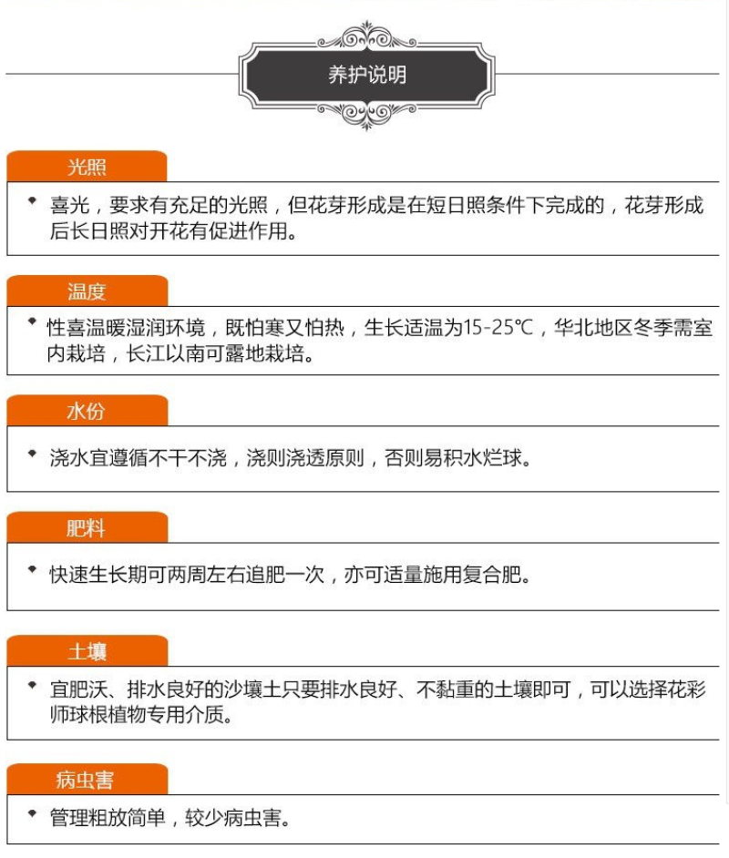 香雪兰种球四季开花好养活大种球进口小苍兰重瓣花卉阳台鲜花