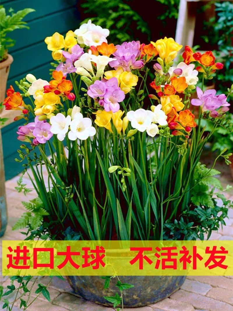 香雪兰种球四季开花好养活大种球进口小苍兰重瓣花卉阳台鲜花