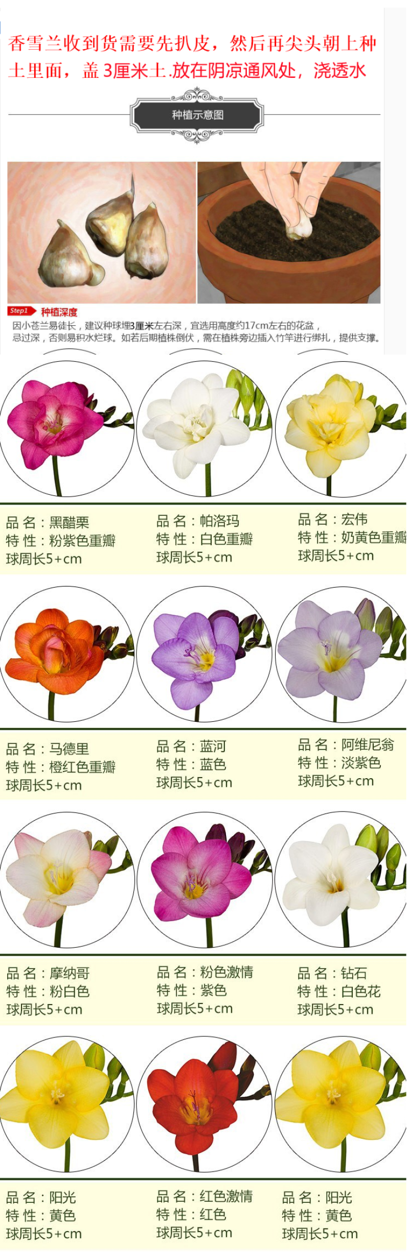 香雪兰种球四季开花好养活大种球进口小苍兰重瓣花卉阳台鲜花