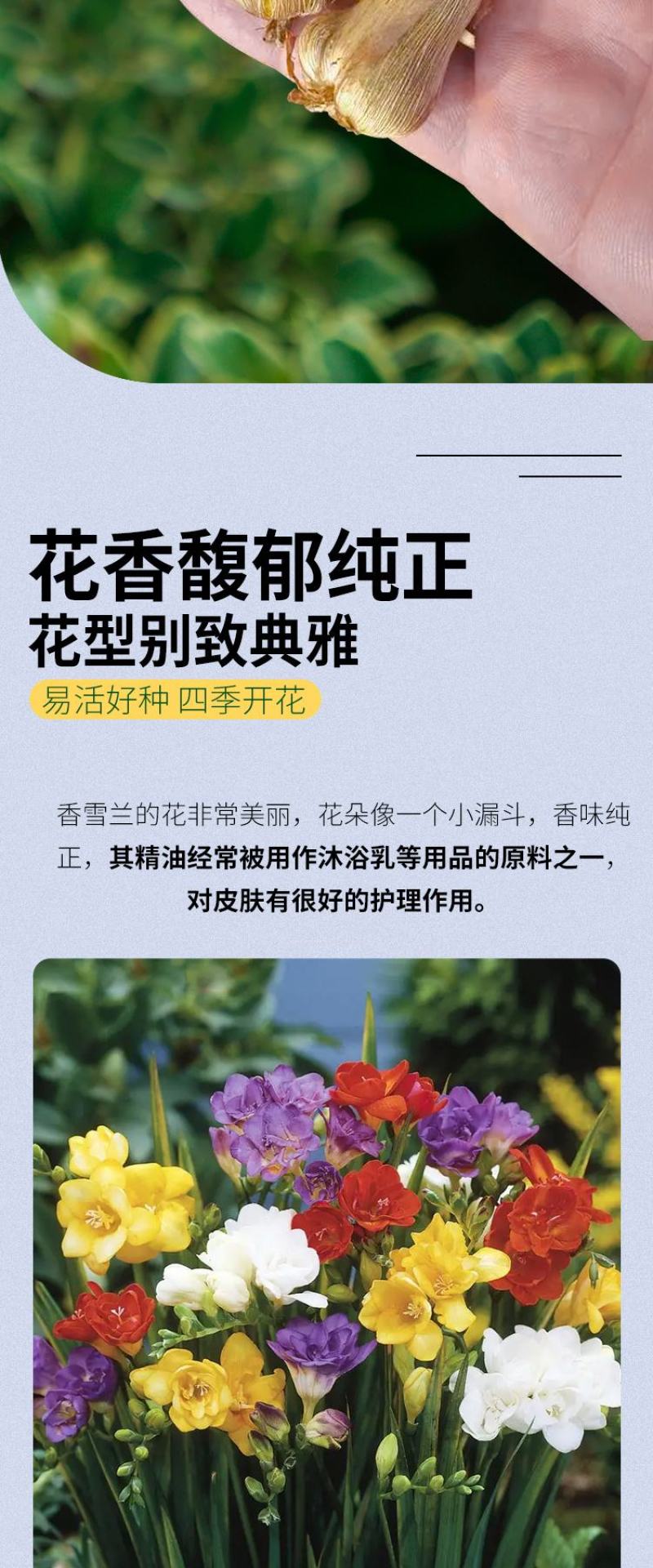 香雪兰种球四季开花好养活大种球进口小苍兰重瓣花卉阳台鲜花