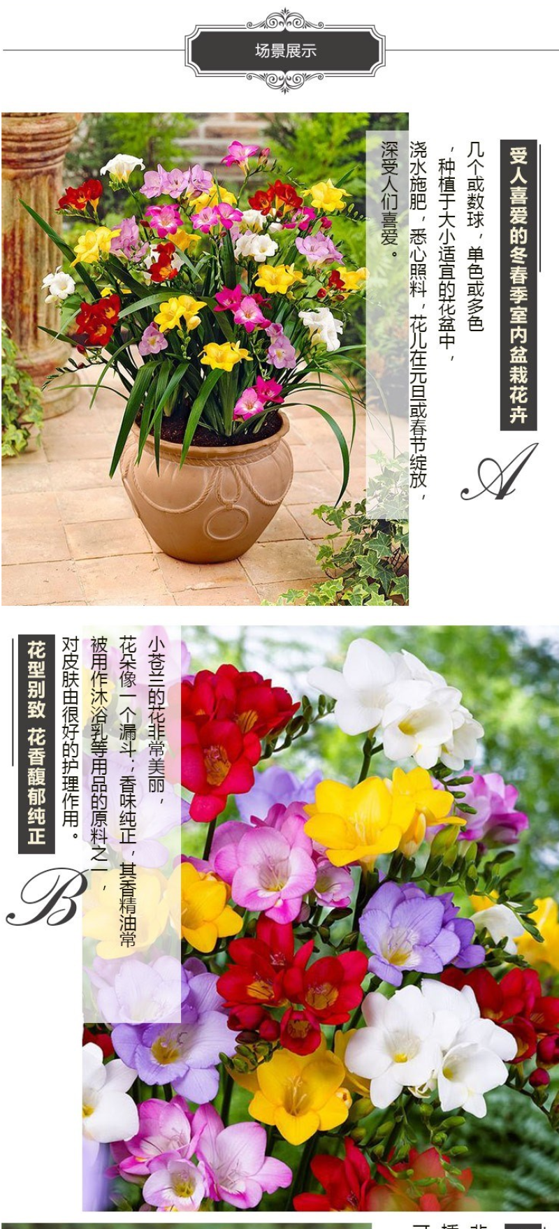 香雪兰种球四季开花好养活大种球进口小苍兰重瓣花卉阳台鲜花