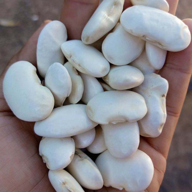 白芸豆500g云南白云豆大白豆云豆农家自产豆子五谷