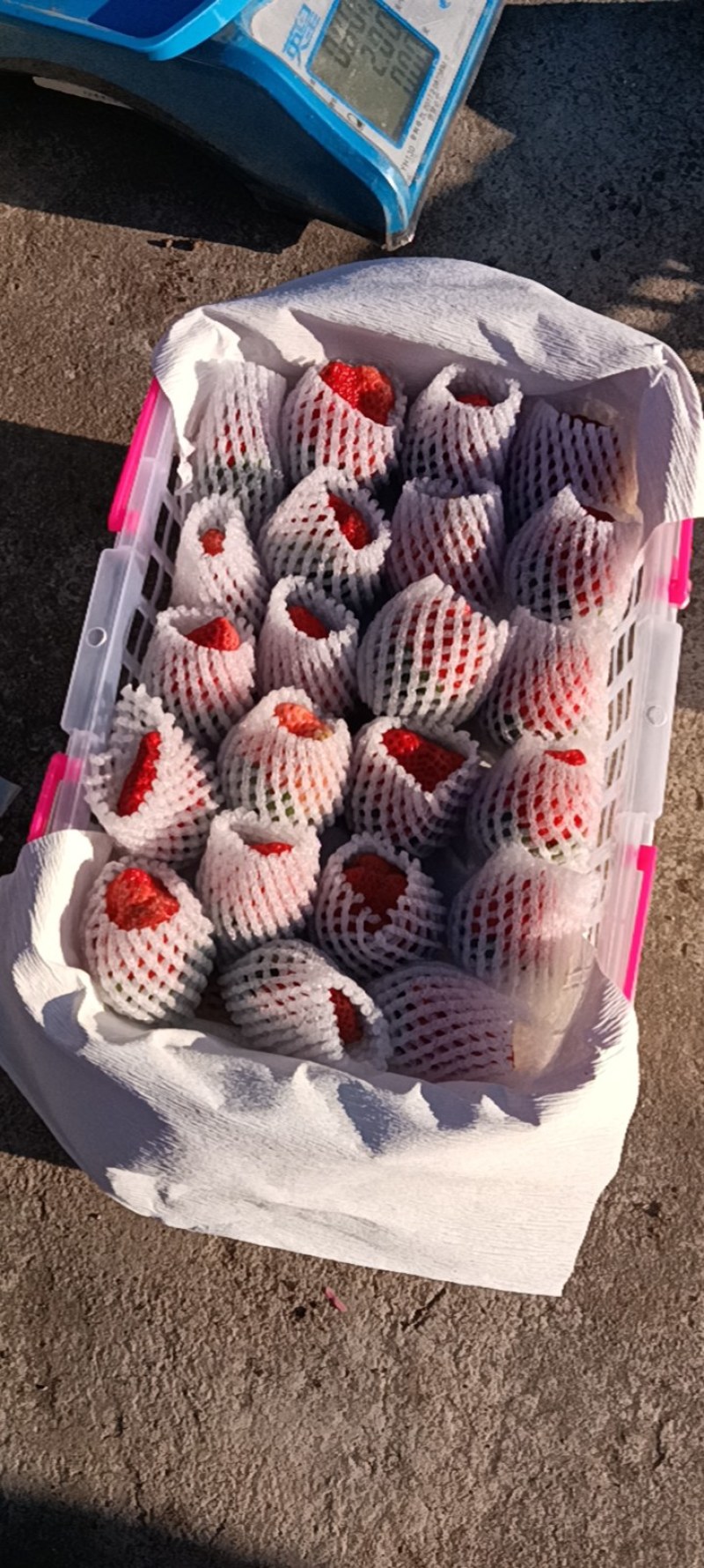 大凉山精品露天红颜草莓，口感浓郁，颜色鲜红全部露天种植