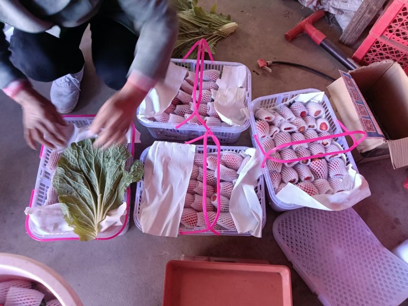 大凉山精品露天红颜草莓，口感浓郁，颜色鲜红全部露天种植