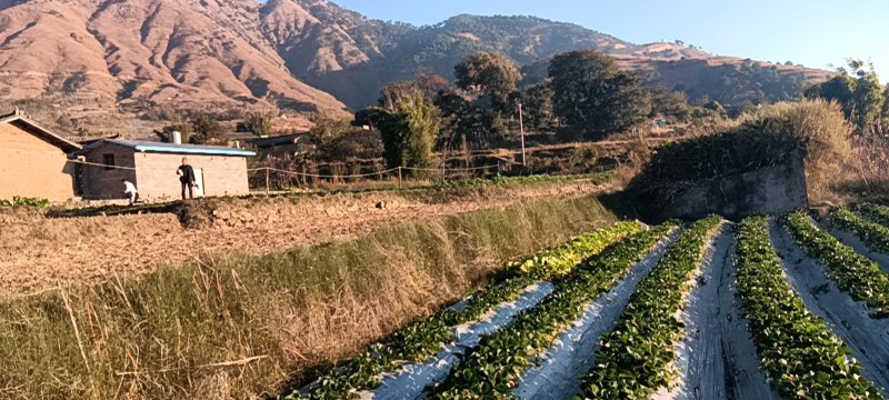 大凉山精品露天红颜草莓，口感浓郁，颜色鲜红全部露天种植