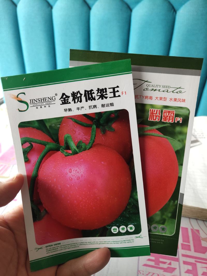 金粉低架王番茄种子早熟果型大皮厚抗裂果亩产1万公斤