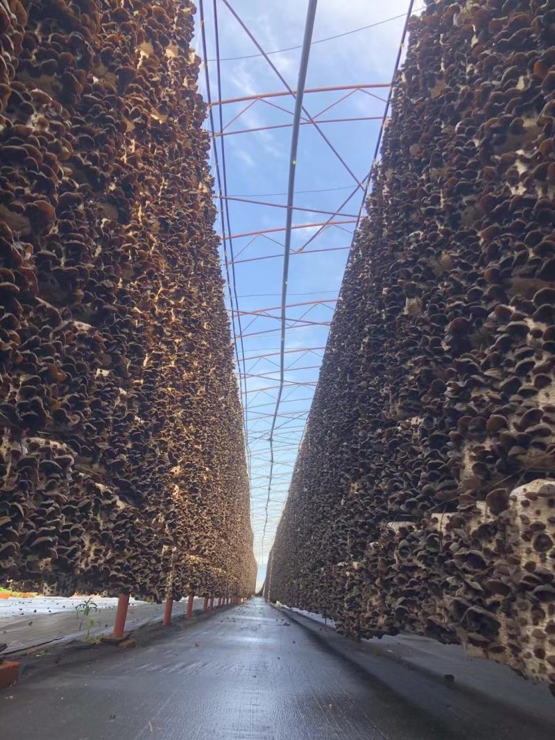 东北黑木耳大棚头茬片形好厚度好性价比比较高
