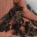 黑龙江黑木耳头茬品质黑厚型好高泡发原干（陈货）数量有限