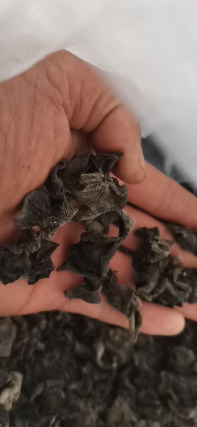 黑龙江黑木耳头茬品质黑厚型好高泡发原干（陈货）数量有限