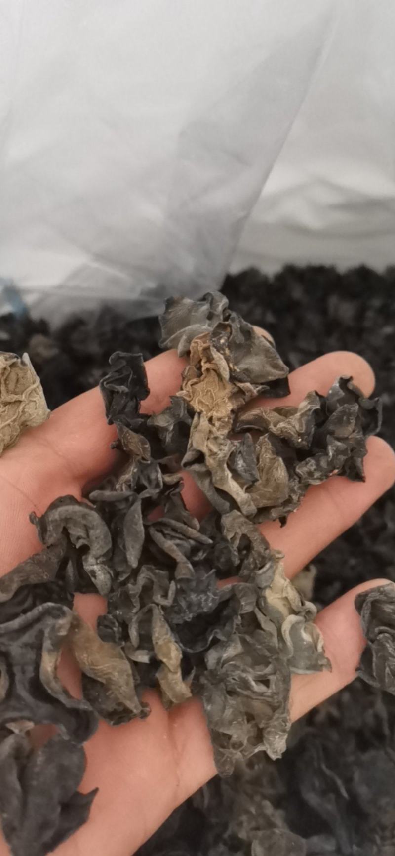 黑龙江黑木耳头茬品质黑厚型好高泡发原干（陈货）数量有限