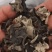 黑龙江黑木耳头茬品质黑厚型好高泡发原干（陈货）数量有限