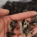 黑龙江黑木耳头茬品质黑厚型好高泡发原干（陈货）数量有限