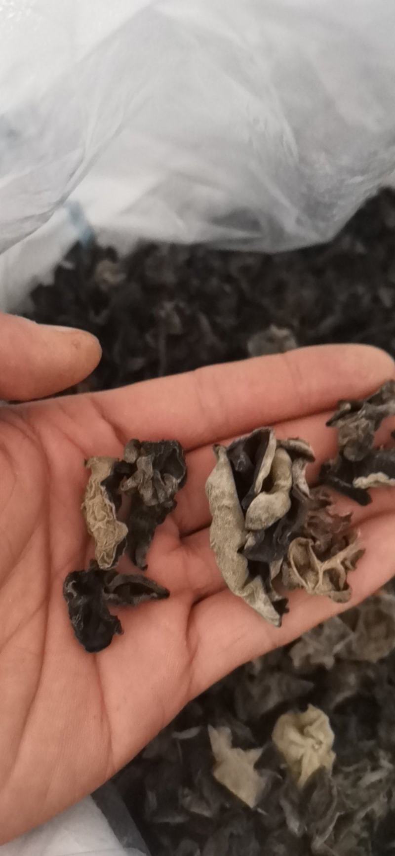 黑龙江黑木耳头茬品质黑厚型好高泡发原干（陈货）数量有限