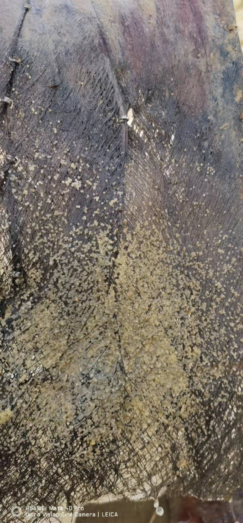 大口黑鲈鱼棕片，每张5000—7000蛋量，一手货源电联