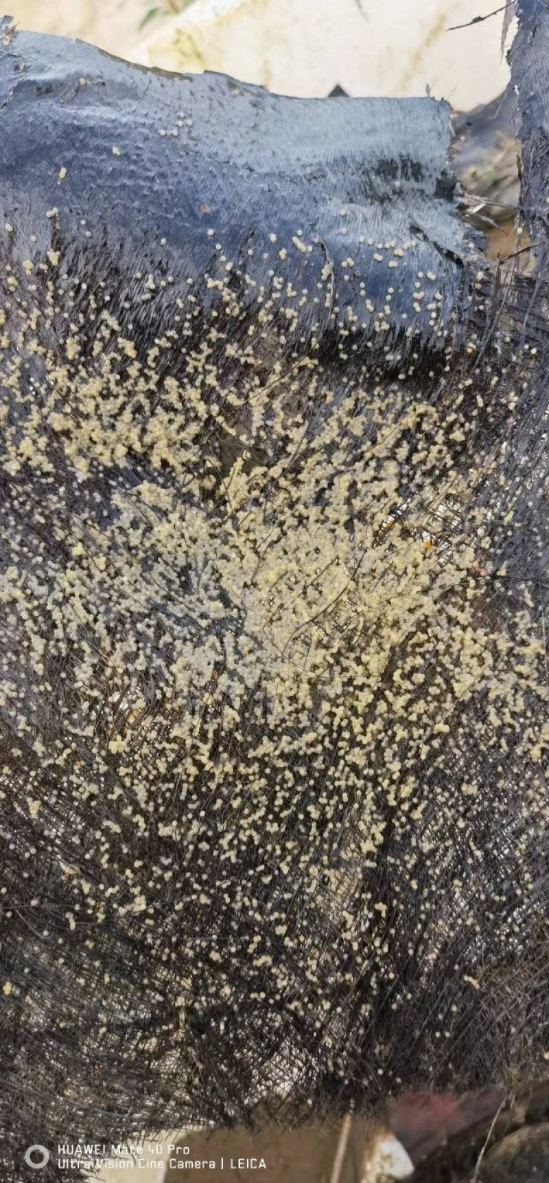 大口黑鲈鱼棕片，每张5000—7000蛋量，一手货源电联