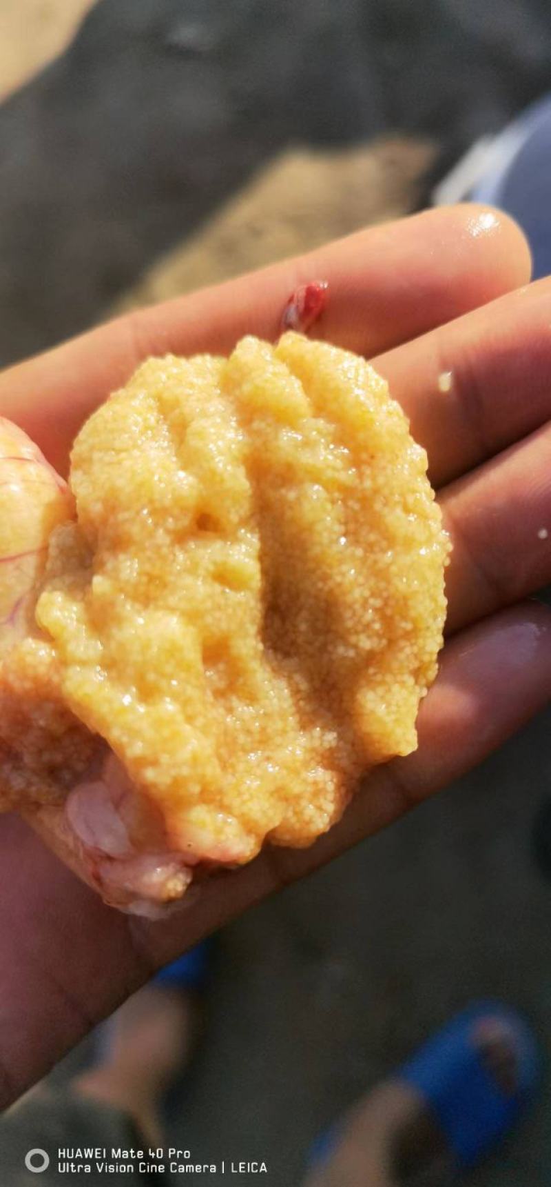 大口黑鲈鱼棕片，每张5000—7000蛋量，一手货源电联