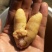 大口黑鲈鱼棕片，每张5000—7000蛋量，一手货源电联