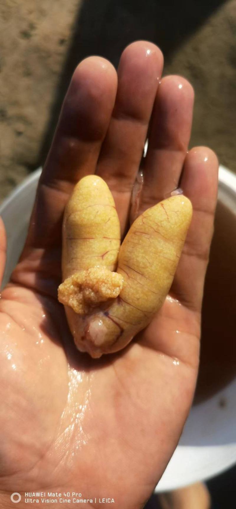 大口黑鲈鱼棕片，每张5000—7000蛋量，一手货源电联