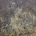 大口黑鲈鱼棕片，每张5000—7000蛋量，一手货源电联