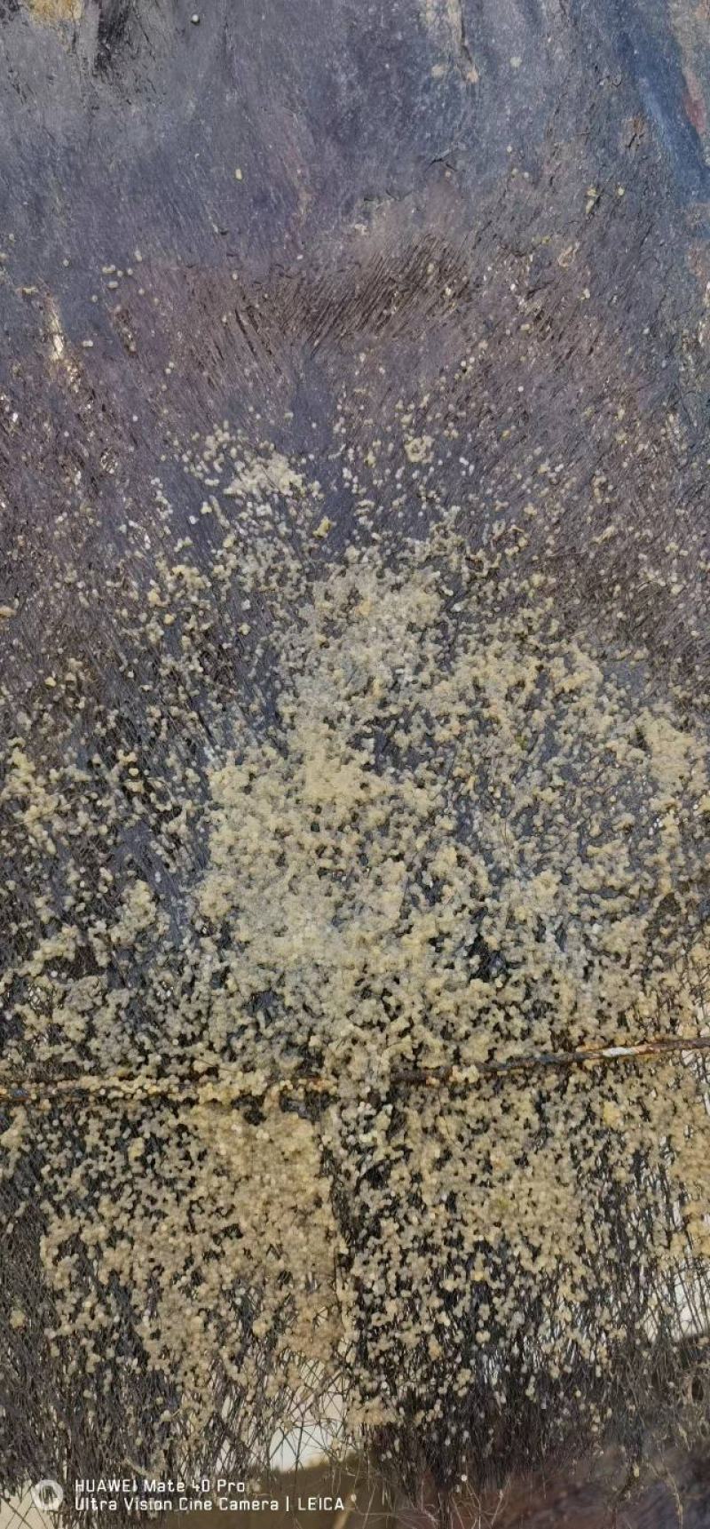 大口黑鲈鱼棕片，每张5000—7000蛋量，一手货源电联