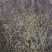 大口黑鲈鱼棕片，每张5000—7000蛋量，一手货源电联