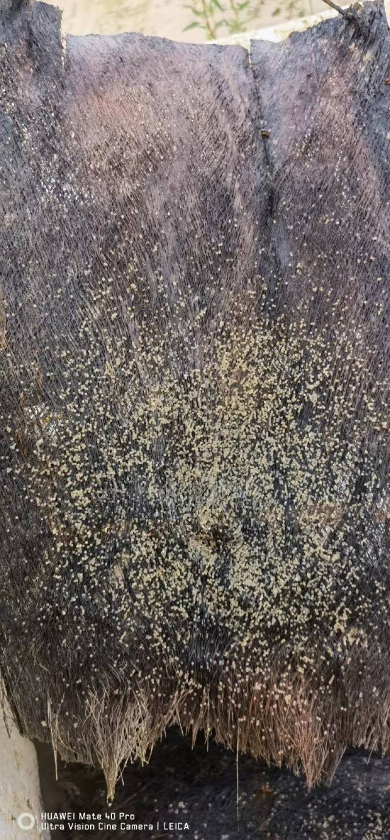 大口黑鲈鱼棕片，每张5000—7000蛋量，一手货源电联