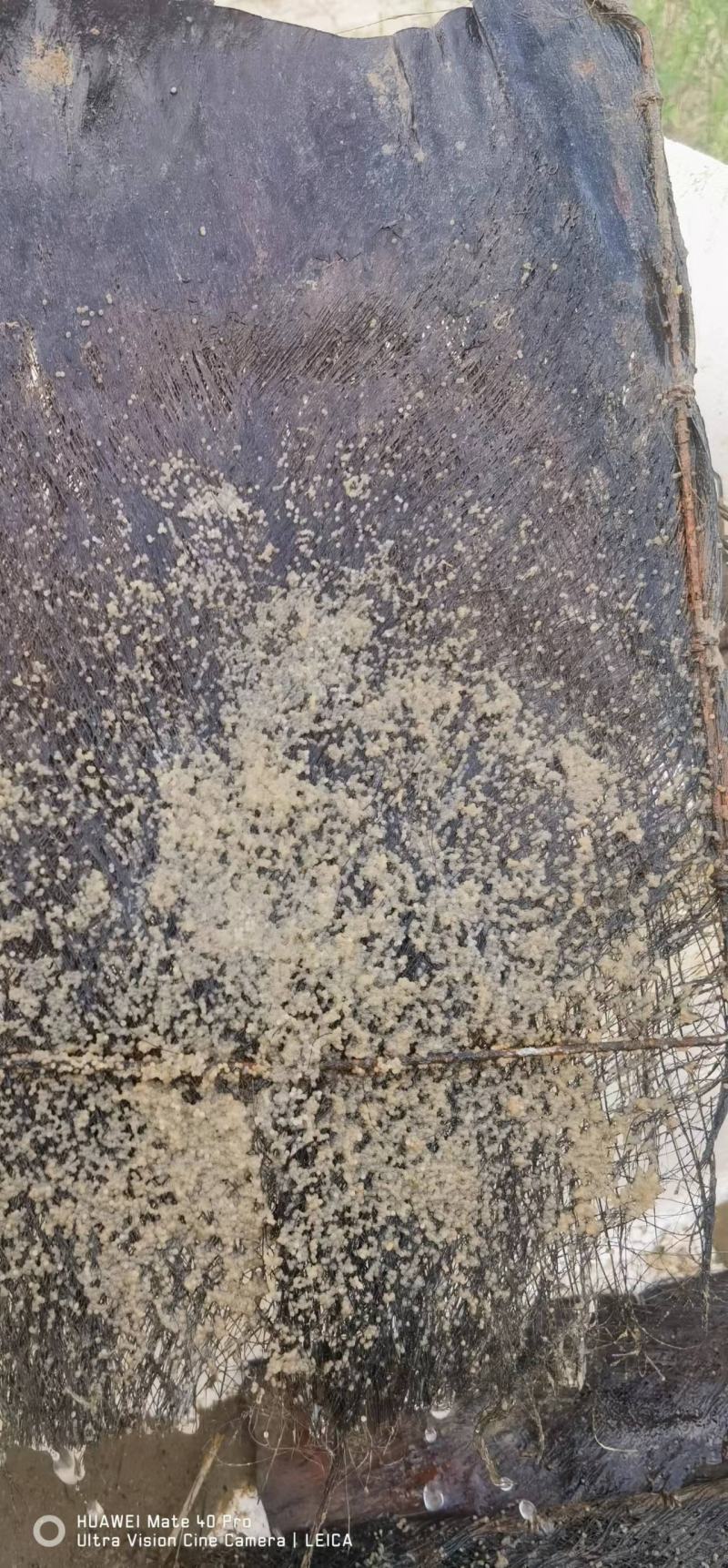 大口黑鲈鱼棕片，每张5000—7000蛋量，一手货源电联