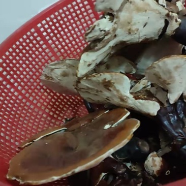 野生灵芝