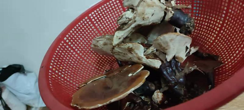 野生灵芝
