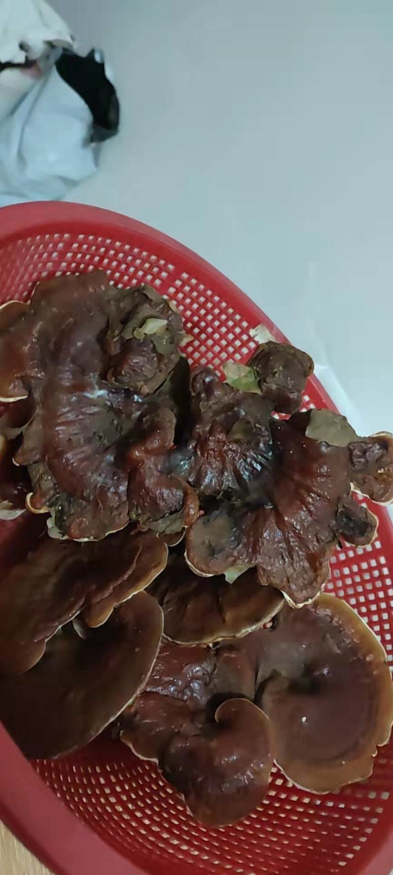 野生灵芝