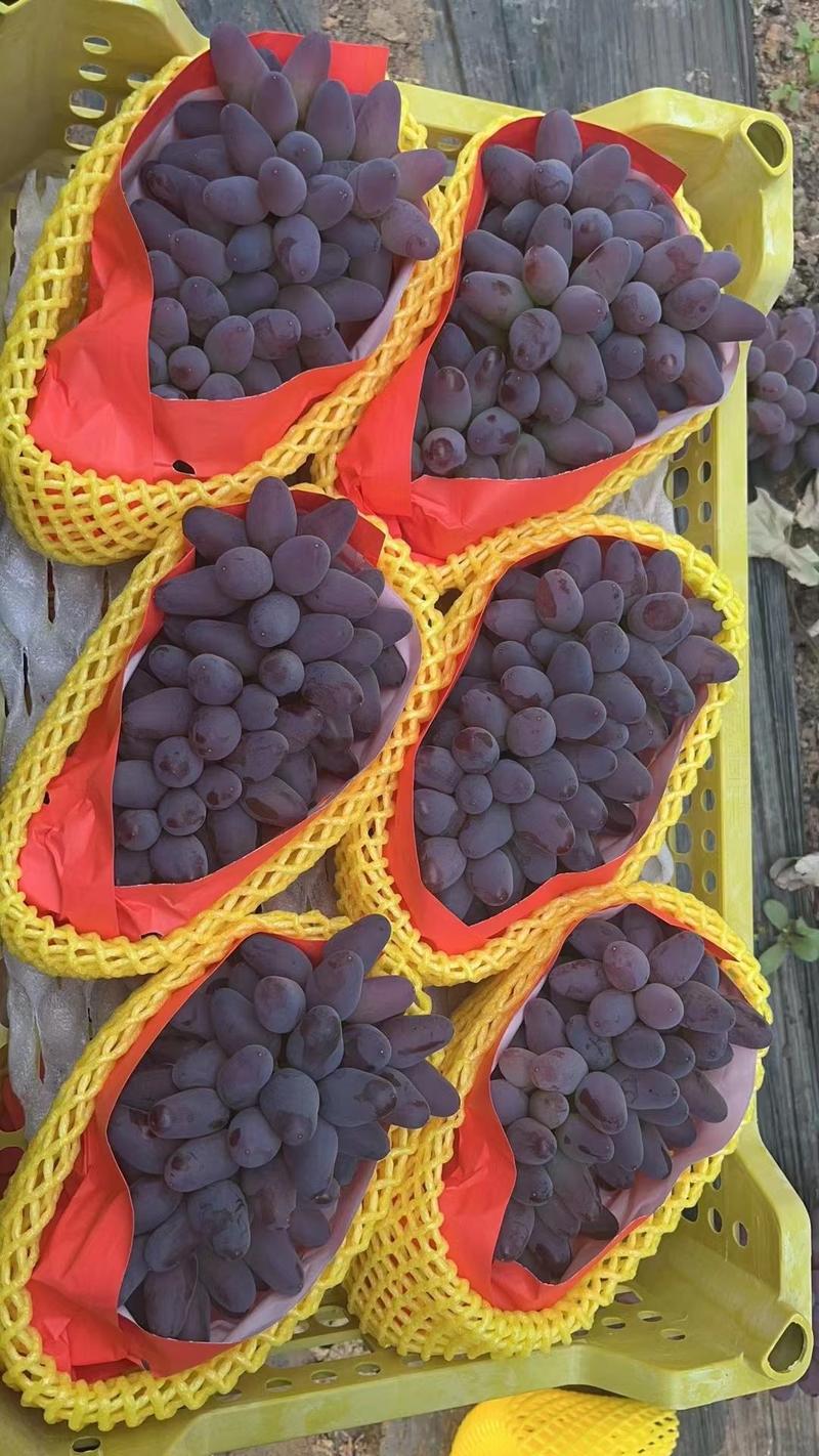 辽宁锦州葡萄茉莉香萄葡色泽黑紫，颗粒饱满，果粒均匀