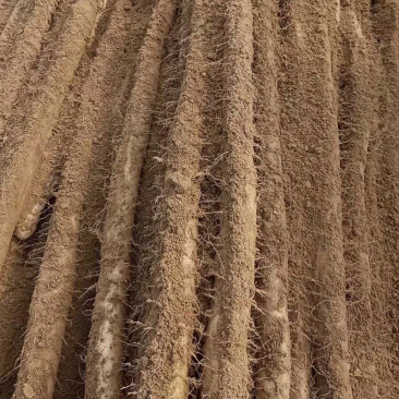 邢台白玉山药
